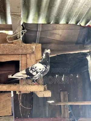 Tame Pigeons