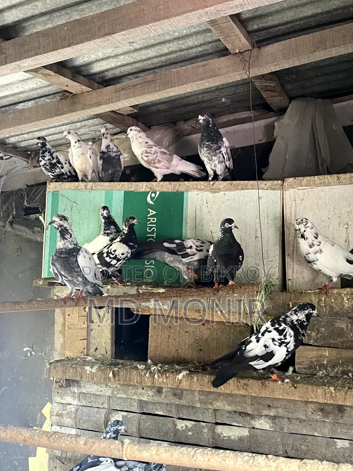 Tame Pigeons