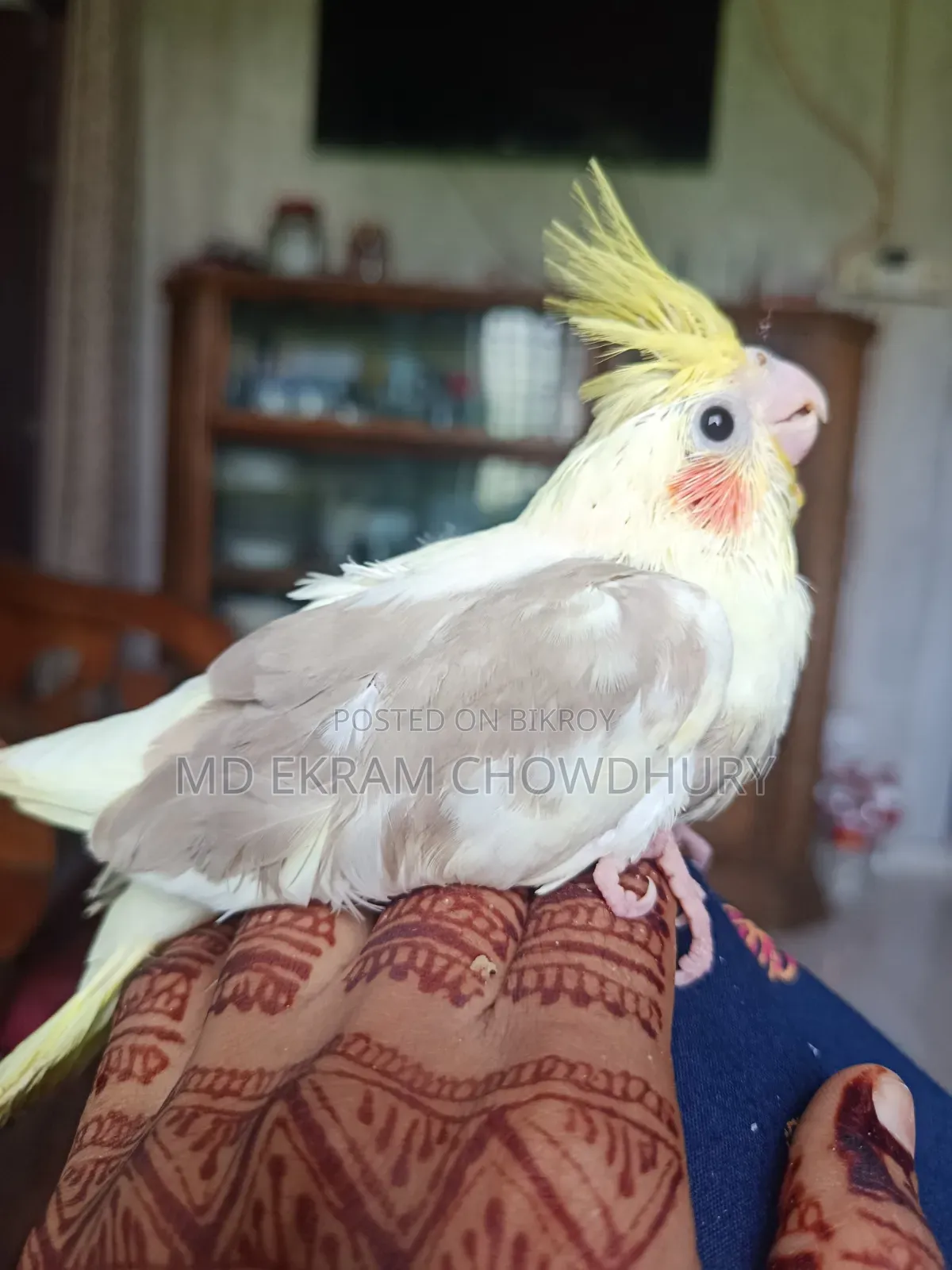 Cockatiel Bird Tame Size