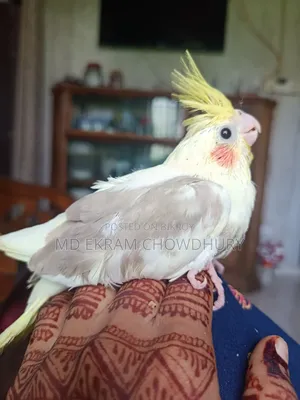 Cockatiel Bird Tame Size