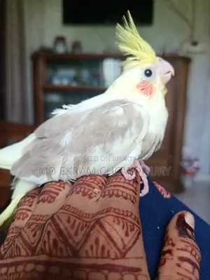 Cockatiel Bird Tame Size