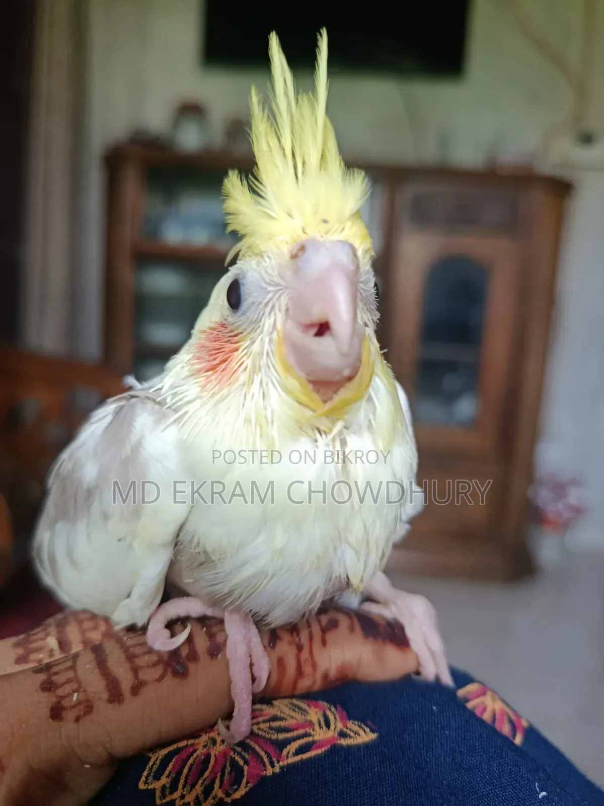 Cockatiel Bird Tame Size