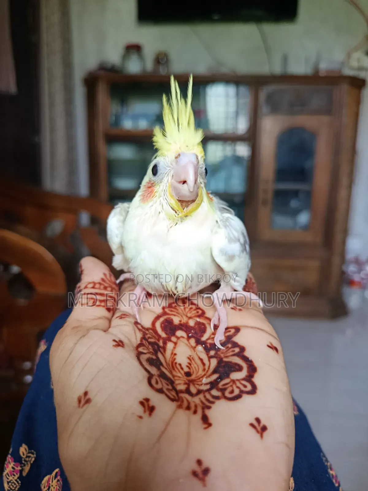 Cockatiel Bird Tame Size