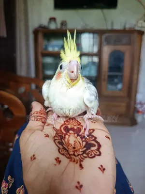 Cockatiel Bird Tame Size