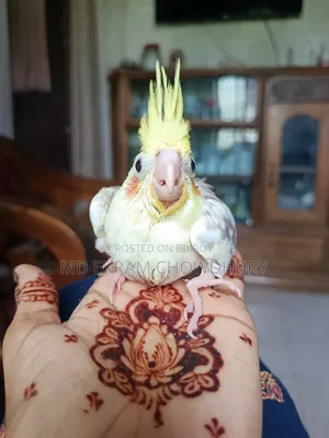 Cockatiel Bird Tame Size