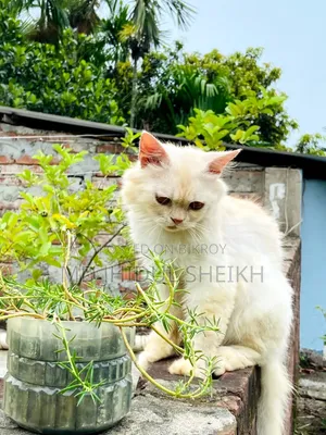 6-12 months Male Purebred Persian