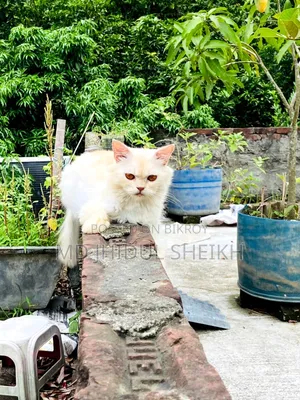 ৬-১২ মাসের নর খাঁটি পারসিয়ান বিড়াল