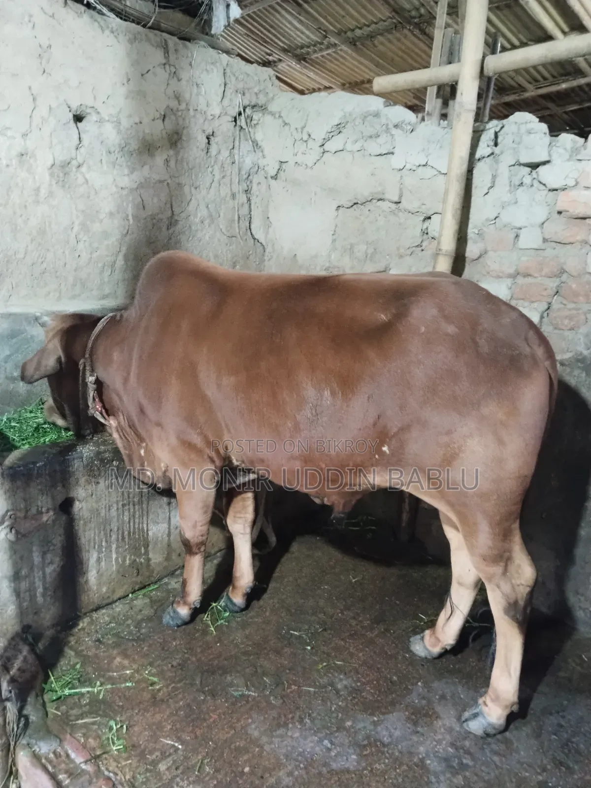 গরু সেল হবে