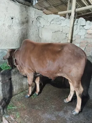 গরু সেল হবে