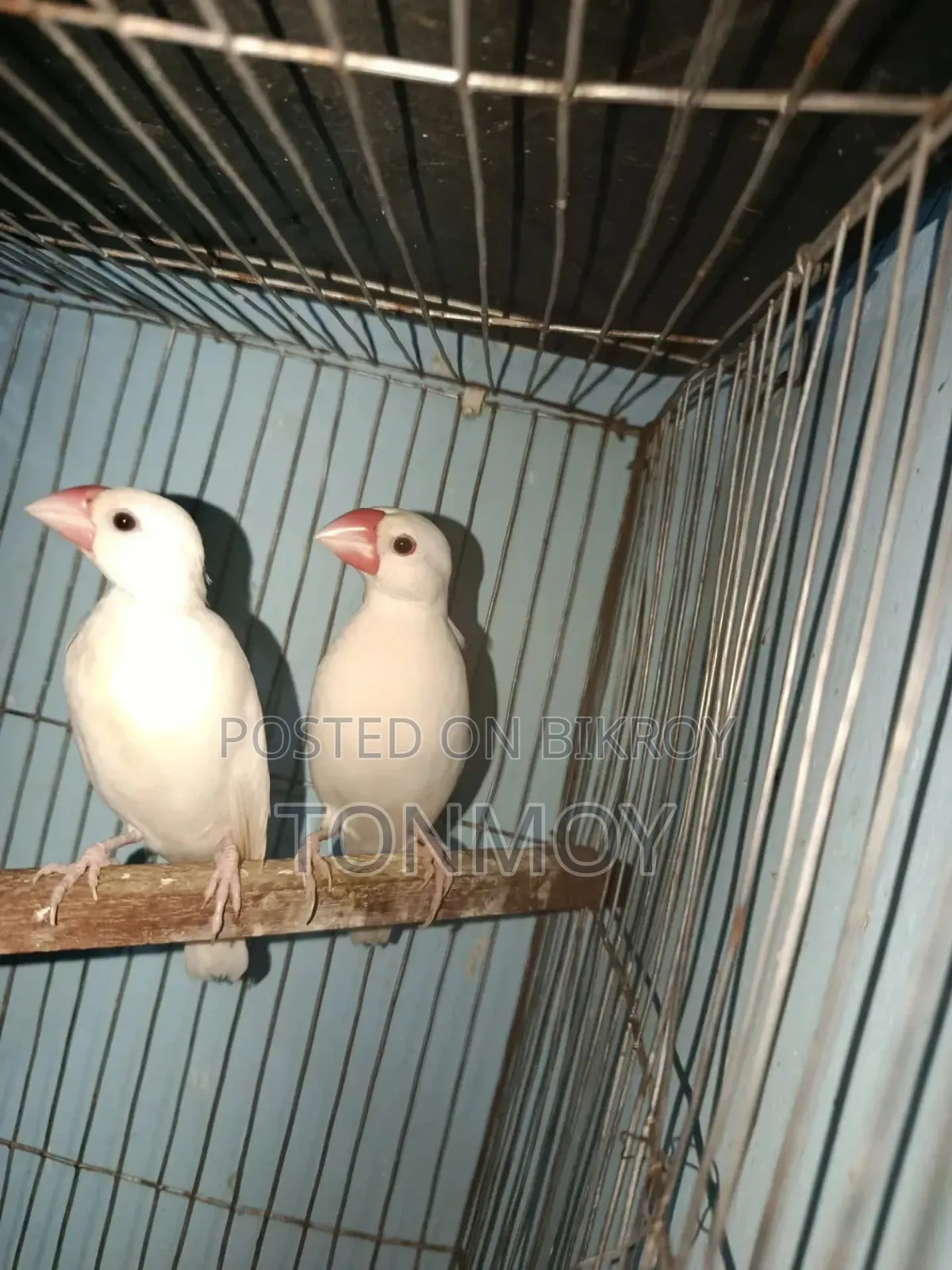 হোয়াইট সাদা ব্লিডিং জাভা প্লেয়ার
