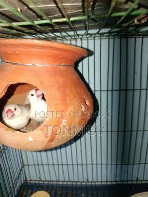 হোয়াইট সাদা ব্লিডিং জাভা প্লেয়ার