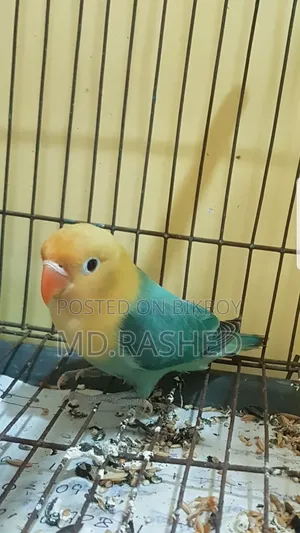 টার্কয়েজ পারব্লু লাভ বার্ড