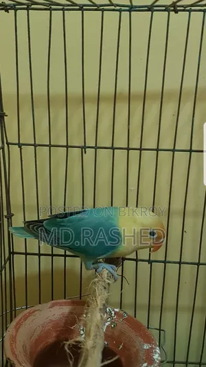 টার্কয়েজ পারব্লু লাভ বার্ড