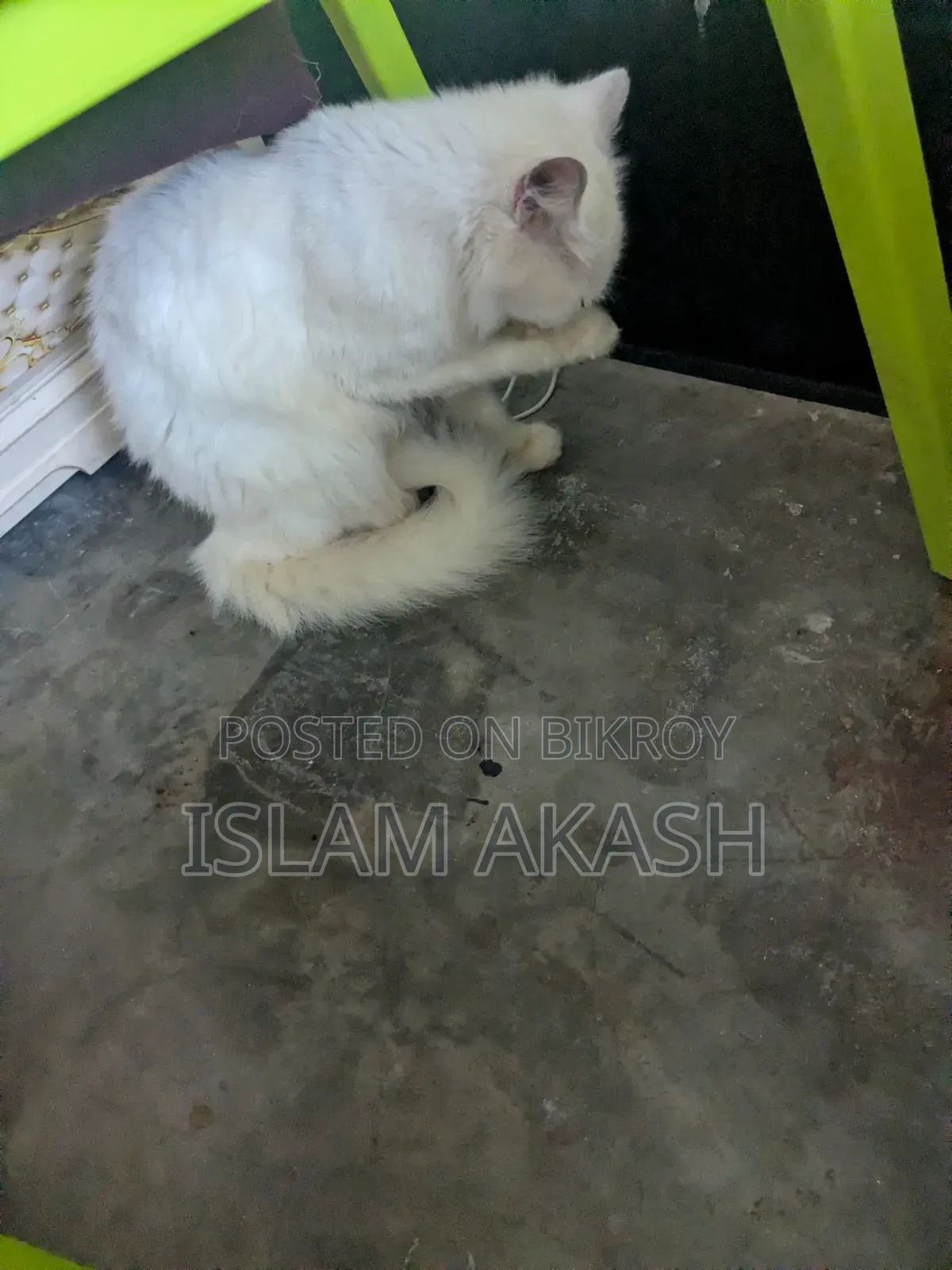 1+ Year Male Mixed Breed Persian