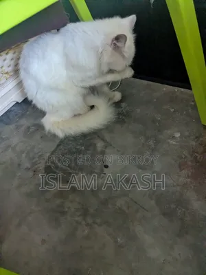 1+ Year Male Mixed Breed Persian
