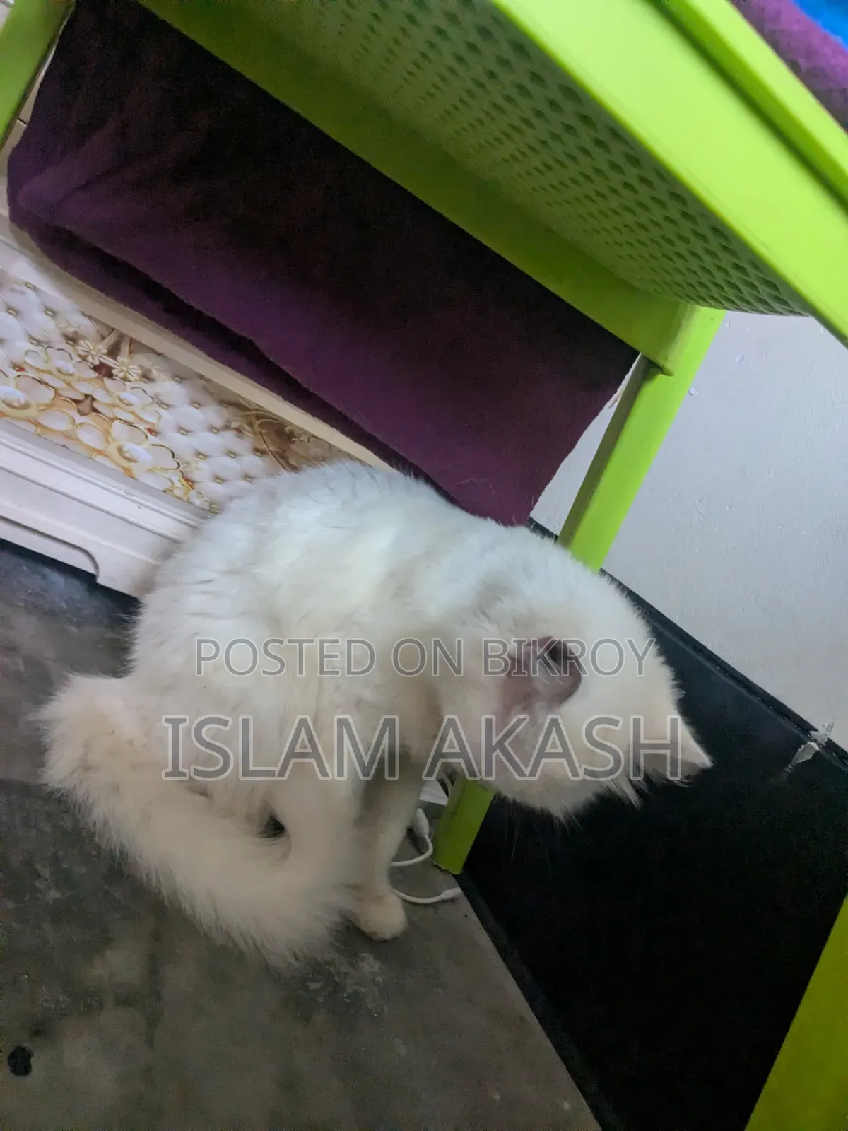 1+ Year Male Mixed Breed Persian