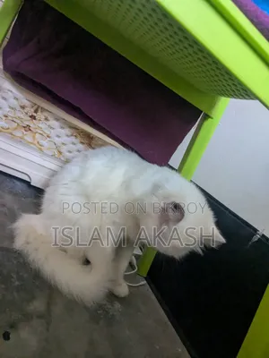 1+ Year Male Mixed Breed Persian