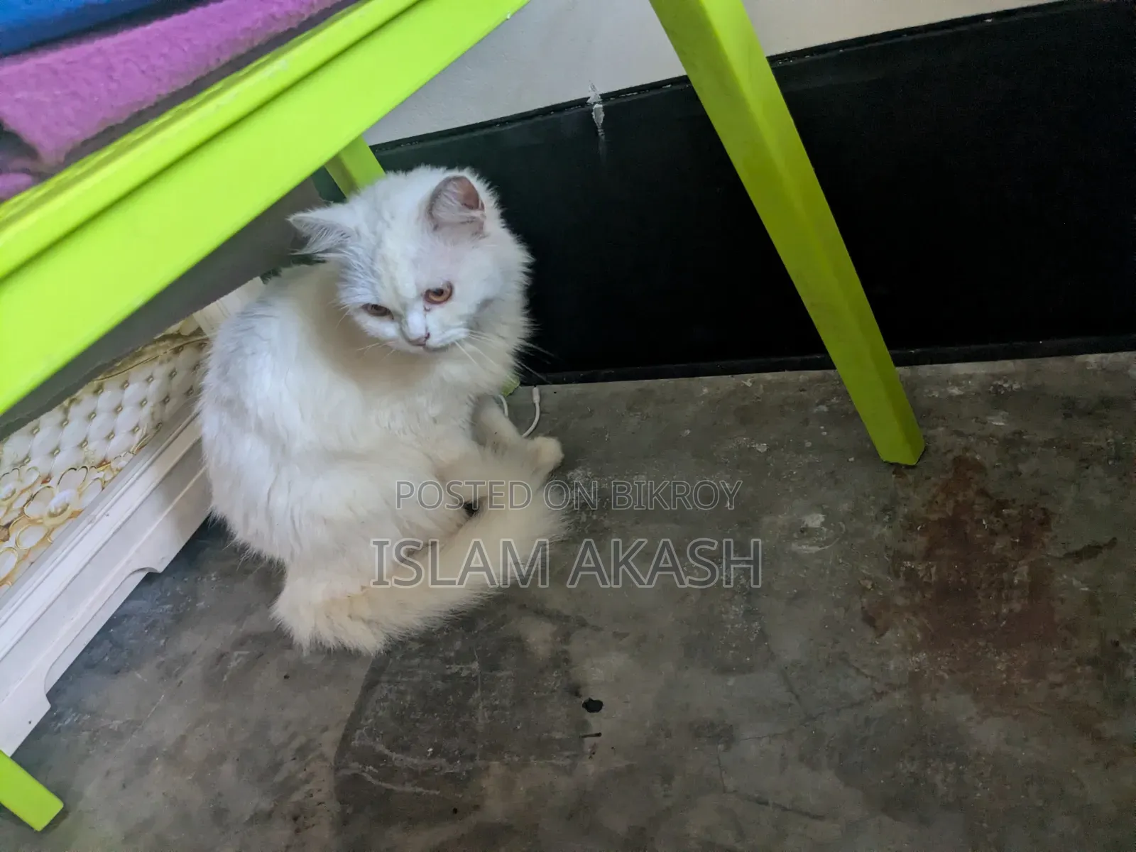 1+ Year Male Mixed Breed Persian