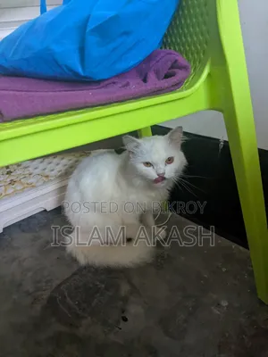 1+ Year Male Mixed Breed Persian