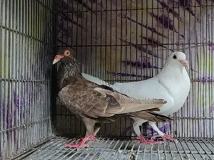হোমার পিজন পেয়ার
