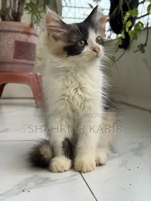 ১-৩ মাসের পুরুষ খাঁটি পার্সিয়ান