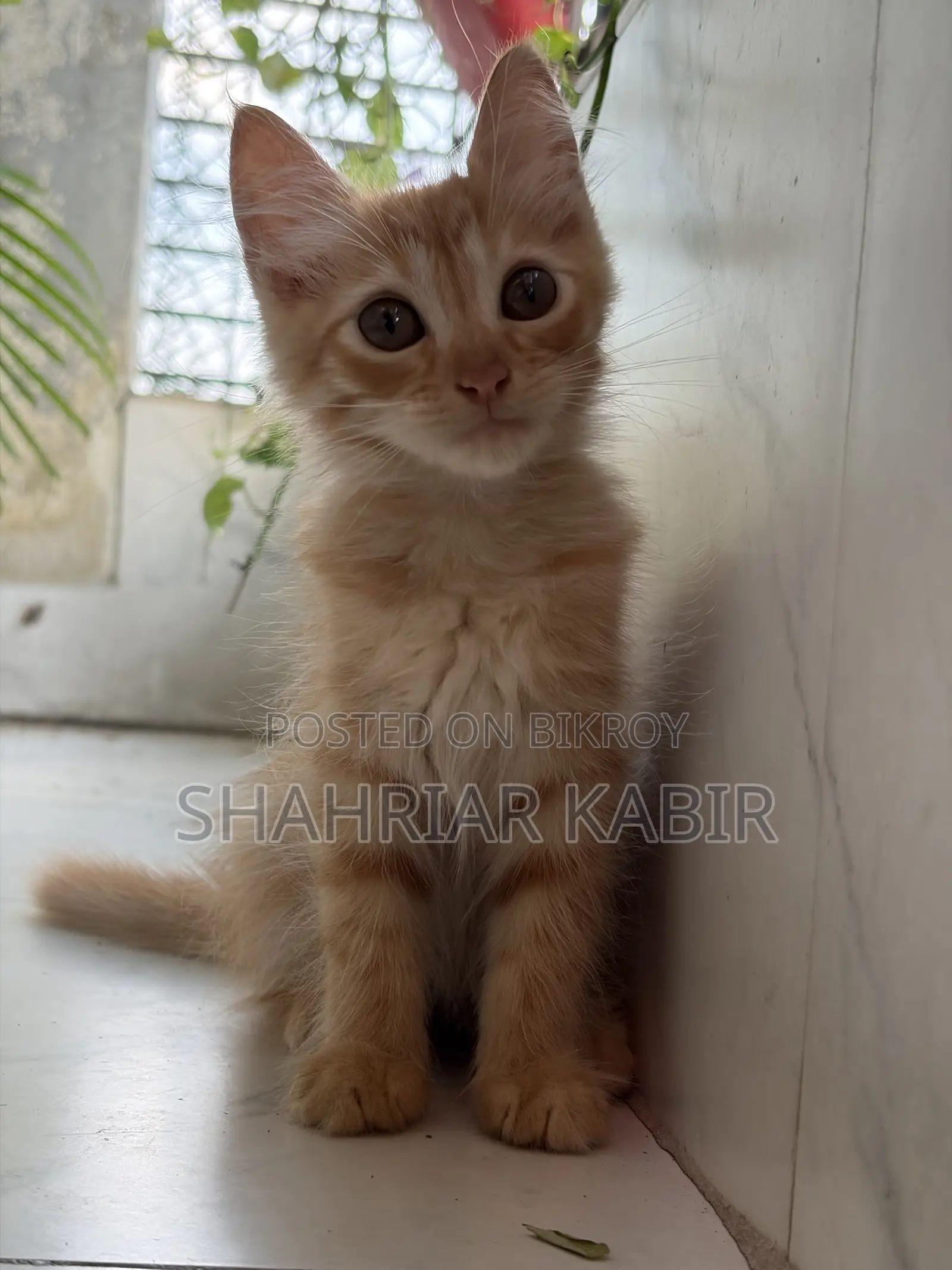 ১-৩ মাসের পুরুষ খাঁটি পার্সিয়ান