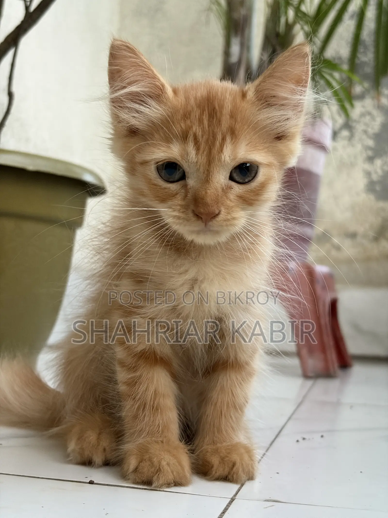 ১-৩ মাসের পুরুষ খাঁটি পার্সিয়ান