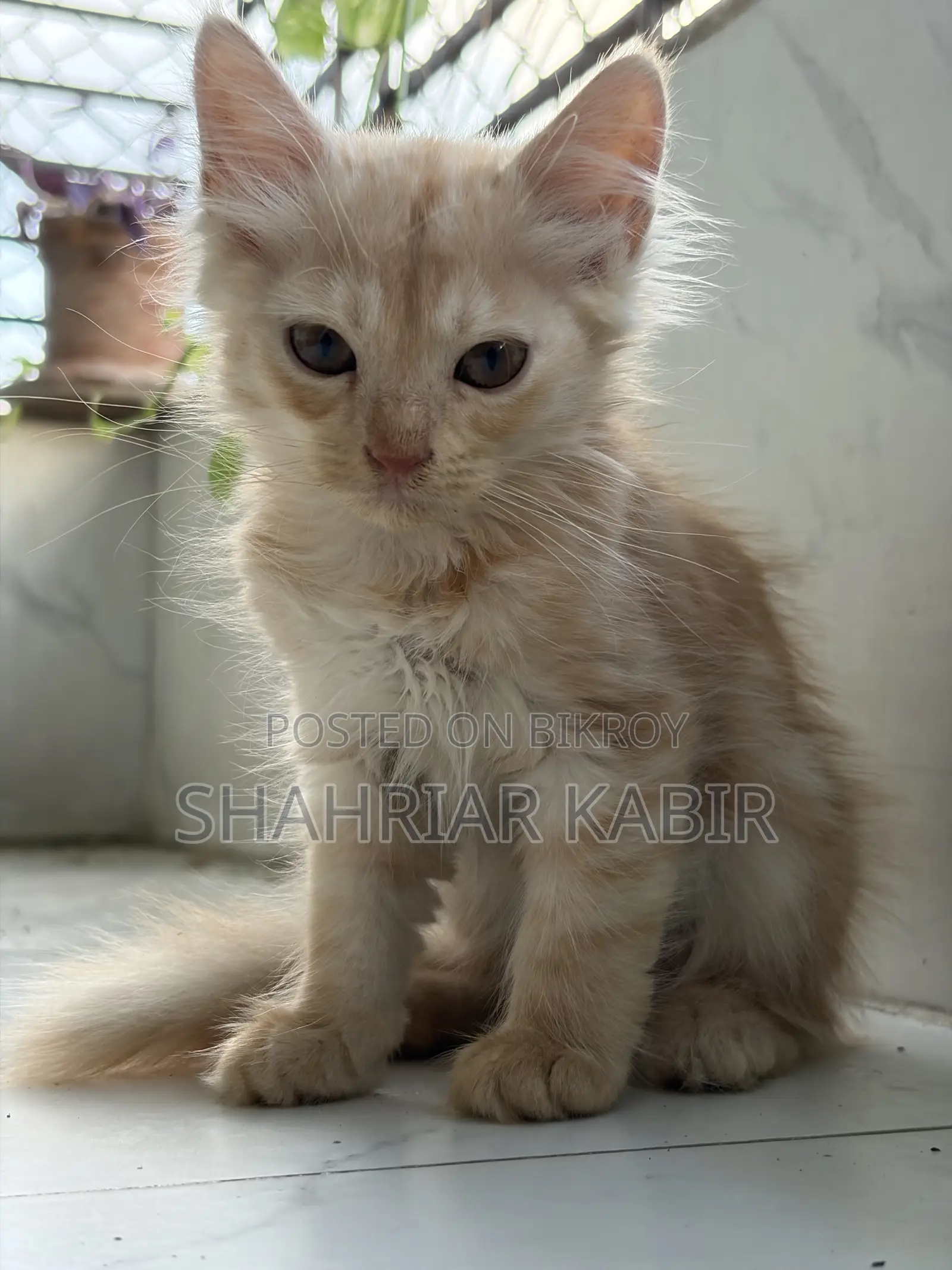 ১-৩ মাসের পুরুষ খাঁটি পার্সিয়ান