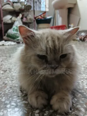 ১+ বছরের পুরুষ খাঁটি পার্সিয়ান বিড়াল