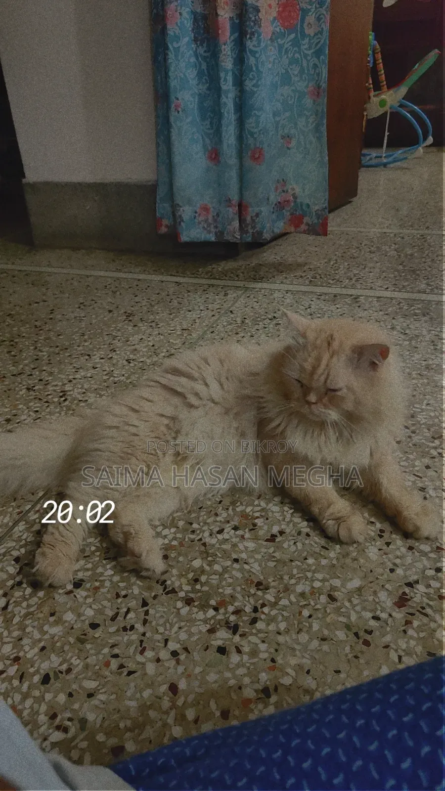 ১+ বছরের পুরুষ খাঁটি পার্সিয়ান বিড়াল