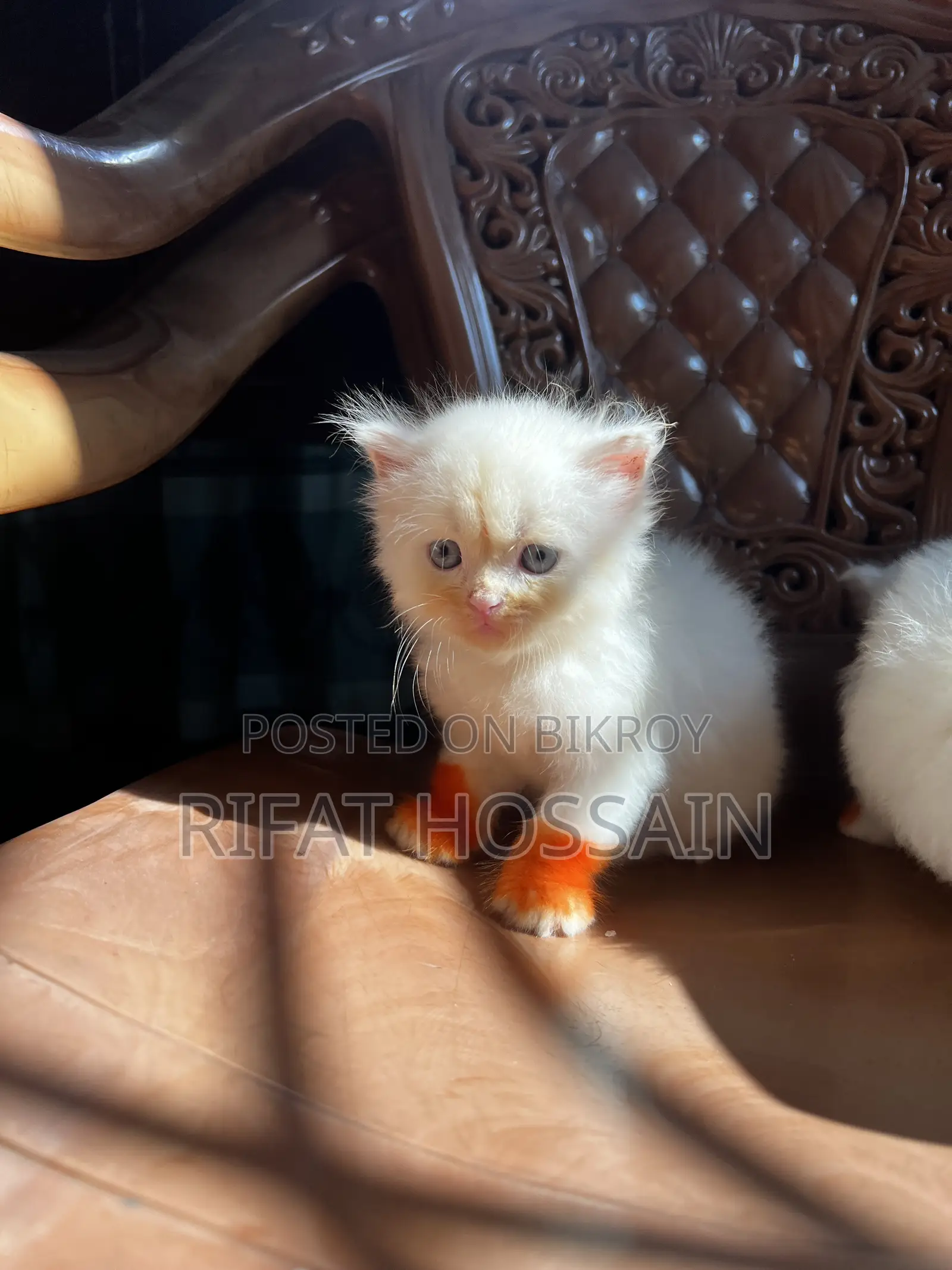 ১-৩ মাসের নারী খাঁটি পার্সিয়ান বিড়াল