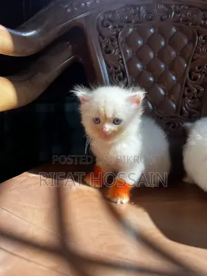 ১-৩ মাসের নারী খাঁটি পার্সিয়ান বিড়াল