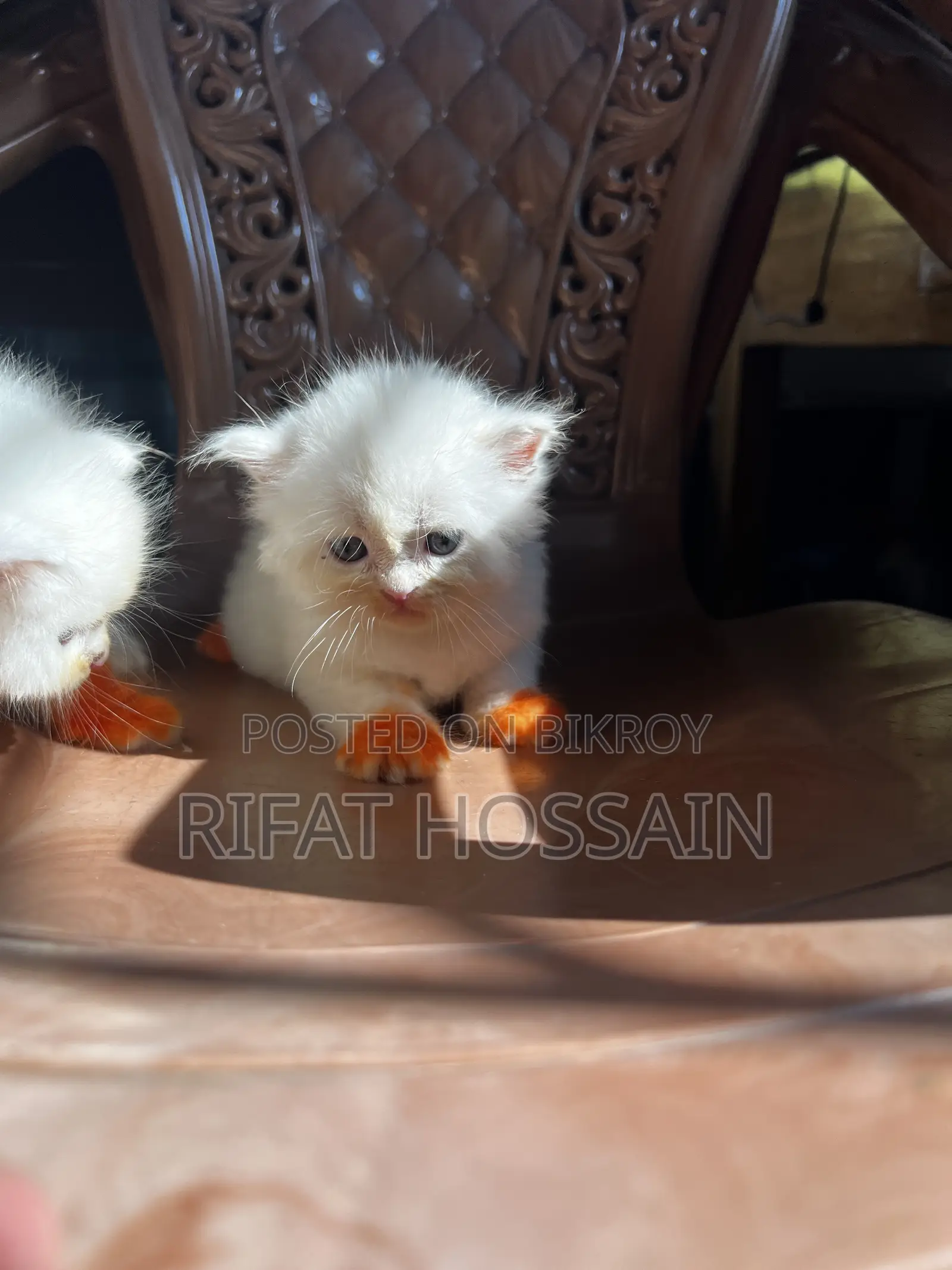 ১-৩ মাসের নারী খাঁটি পার্সিয়ান বিড়াল