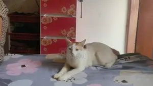 6-12 Months Male Mixed Breed Persian