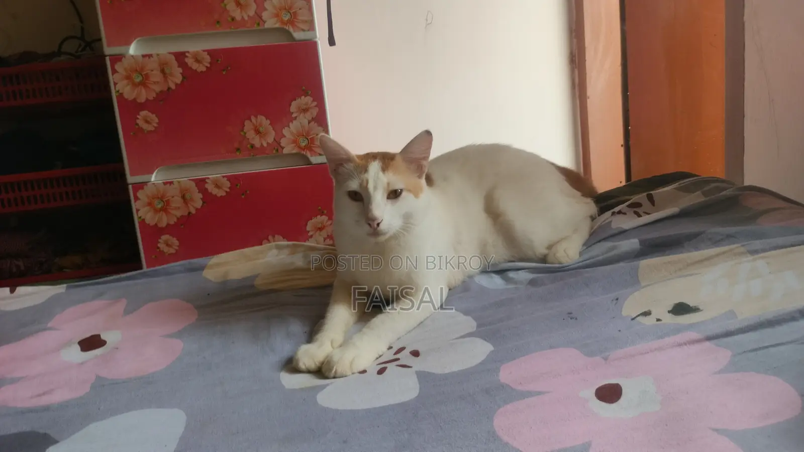 6-12 Months Male Mixed Breed Persian
