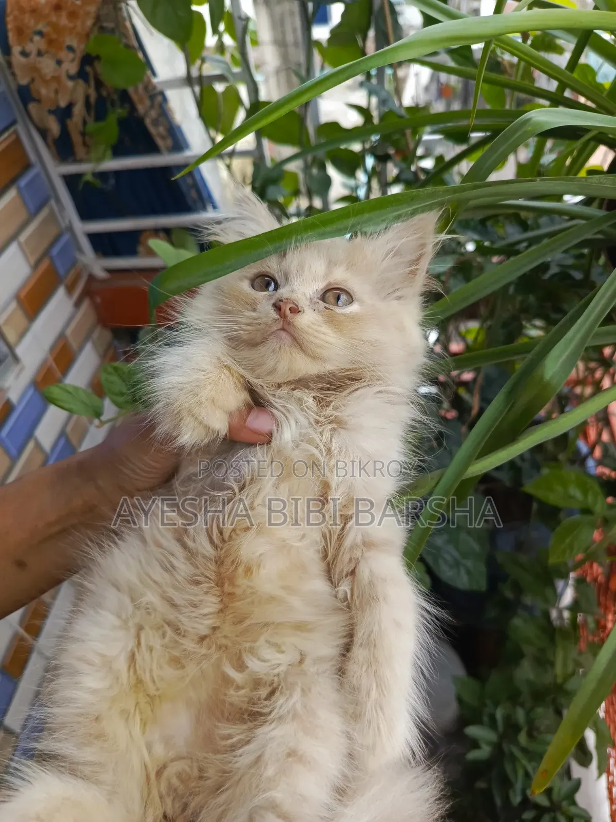 ১-৩ মাসের মেল পিওরব্রেড পার্সিয়ান