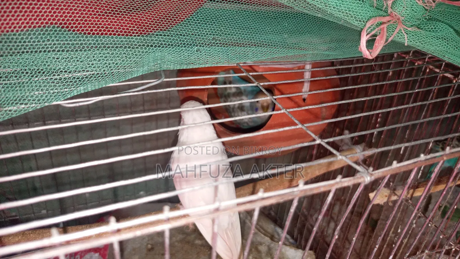 বাজরিগার পাখি