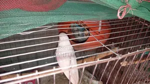 বাজরিগার পাখি