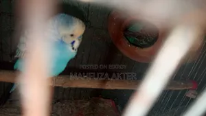বাজরিগার পাখি