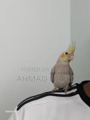 Tame Cockatiel