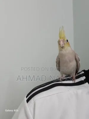Tame Cockatiel