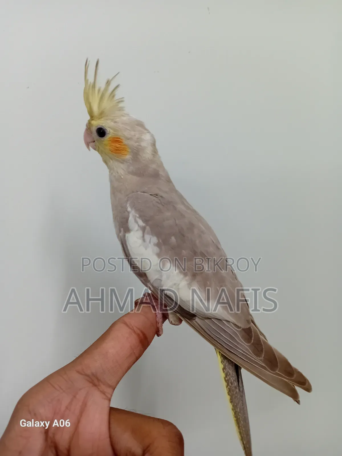 Tame Cockatiel