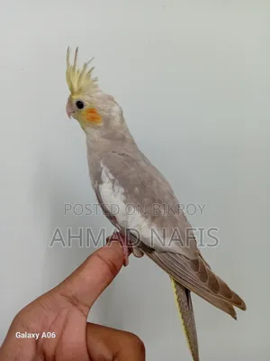 Tame Cockatiel