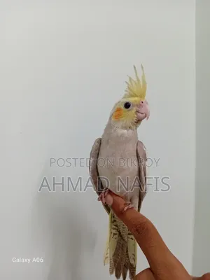 Tame Cockatiel