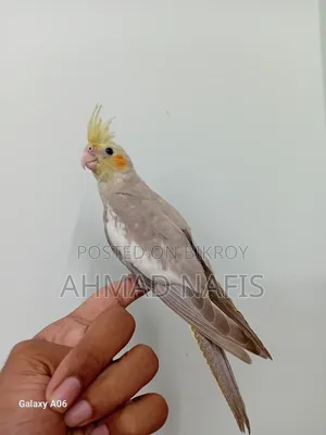 Tame Cockatiel