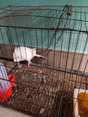 Albino Cockatiel Bird Health Full