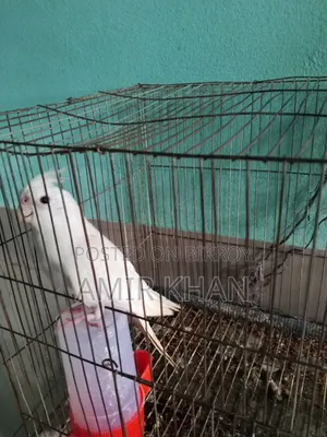 Albino Cockatiel Bird Health Full