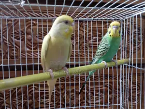 Budgerigar birds for sale with cage, breeding pot, food bowl and food