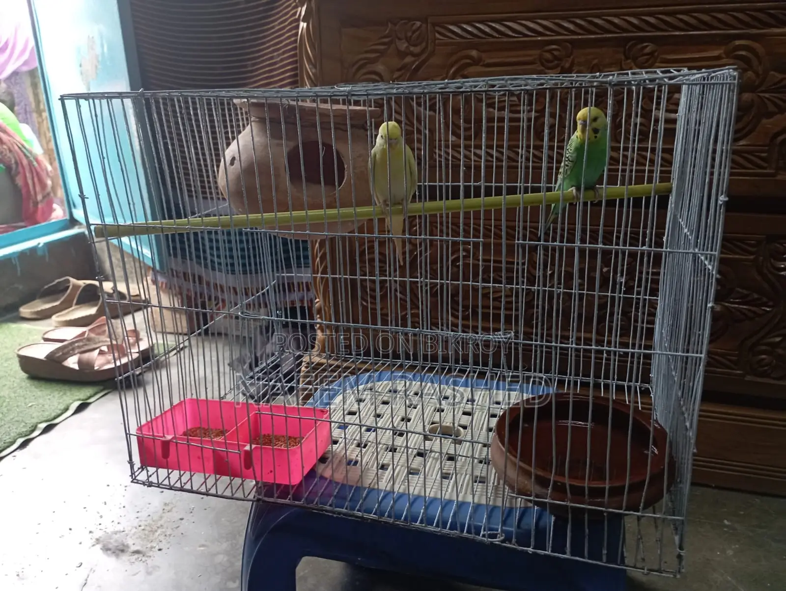 Budgerigar birds for sale with cage, breeding pot, food bowl and food