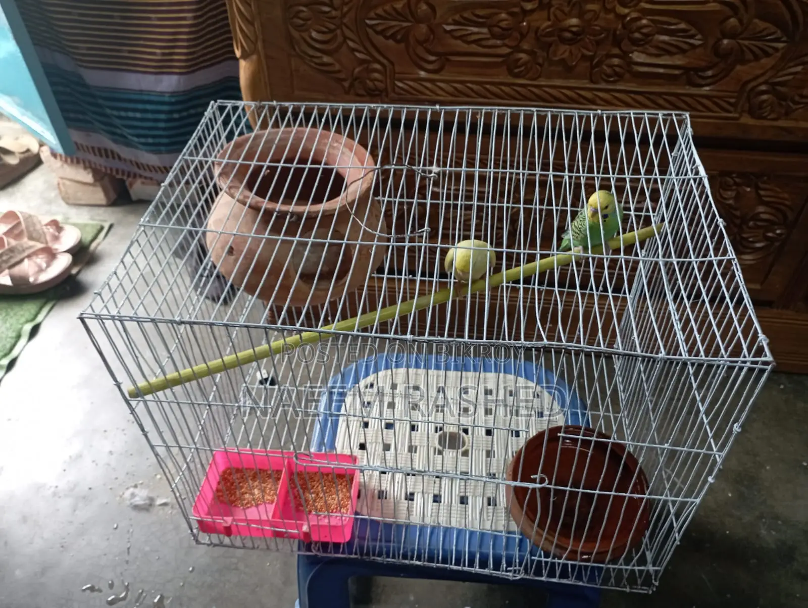 Budgerigar birds for sale with cage, breeding pot, food bowl and food